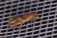 Ancylis comptana