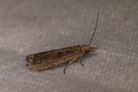 Bactra lancealana