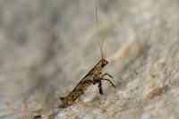 Caloptilia cuculipennella