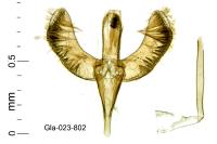 Caloptilia cuculipennella