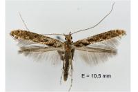 Caloptilia cuculipennella