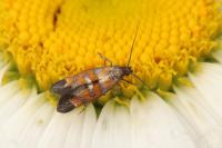 Epermenia pontificella