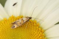 Epermenia pontificella
