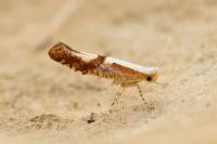 Argyresthia pruniella
