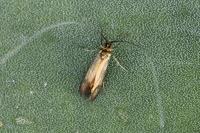 Nemophora violella