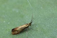 Nemophora violella