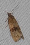 Celypha striana