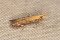 Monochroa cytisella