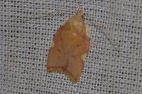 Carcina quercana