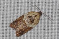 Acleris variegana