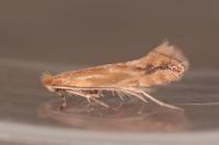 Phyllonorycter salictella