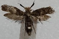 Ochsenheimeria taurella