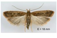 Helcystogramma triannulella