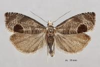Notocelia uddmanniana