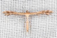 Oxyptilus