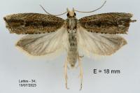 Bactra lancealana