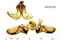 Bactra lancealana