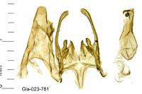 Scrobipalpa superstes