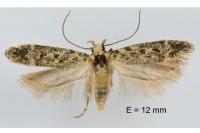 Scrobipalpa superstes