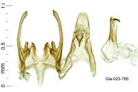 Scrobipalpa superstes