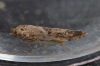 Blastobasis adustella