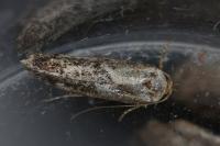 Blastobasis adustella
