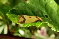 Agapeta zoegana