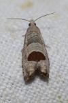 Notocelia uddmanniana