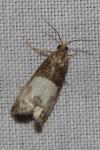 Notocelia cynosbatella