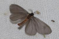 Sterrhopterix fusca