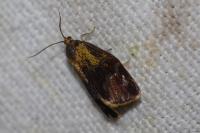 Ptycholoma lecheana