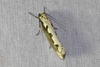 Ethmia bipunctella