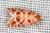 Rhyacionia pinicolana