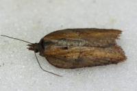 Acleris hastiana