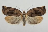 Archips crataegana