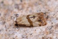 Phalonidia contractana
