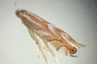 Phyllonorycter distentella