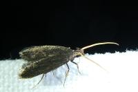 Lecithocera nigrana