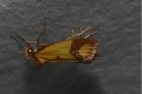 Agapeta zoegana