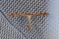 Oxyptilus