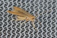 Haplochrois ochraceella