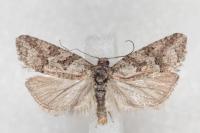 Cnephasia cupressivorana