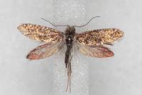 Dyseriocrania subpurpurella