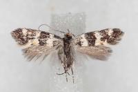 Denisia luctuosella