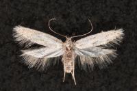 Dysspastus fallax