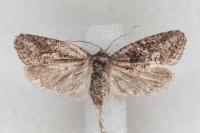 Cnephasia cupressivorana