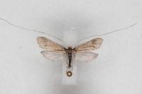 Nematopogon adansoniella