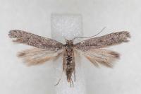 Oxypteryx helotella