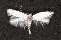 Elachista argentella