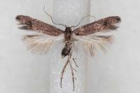 Oxypteryx atrella